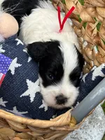 Oreo, a male Cockapoo for sale in Camden, SC – 1 of 1
