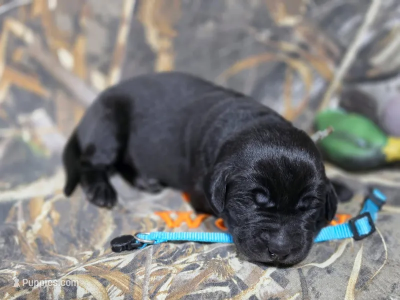 Colt – Labrador Retriever puppy for sale in Camden, SC