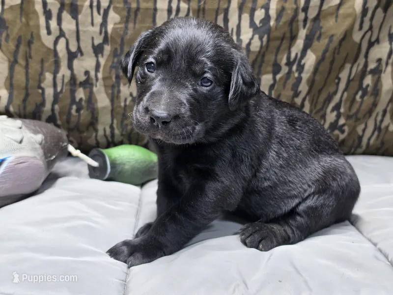 Maci – Labrador Retriever puppy for sale in Camden, SC