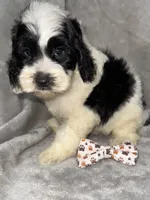 Oreo, a male Cockapoo for sale in Camden, SC – 2 of 3