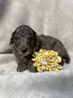 Jasmine, a female Cockapoo for sale in Camden, SC – 4 of 4