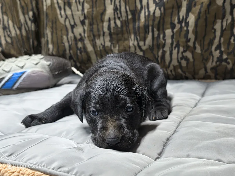 Betsy  – Labrador Retriever puppy for sale in Camden, SC