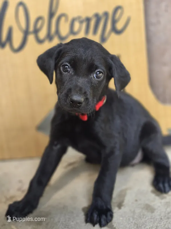 Betsy  – Labrador Retriever puppy for sale in Camden, SC