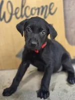 Betsy- Champion Bloodlines , a female Labrador Retriever for sale in Camden, SC – 1 of 3