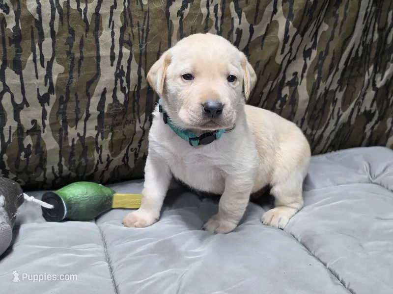 Bentley – Labrador Retriever puppy for sale in Camden, SC