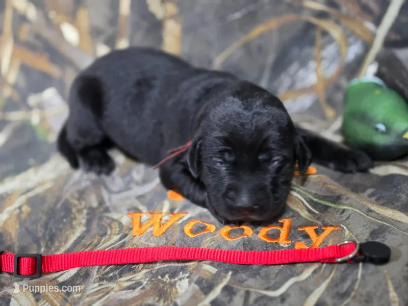 Betsy  – Labrador Retriever puppy for sale in Camden, SC