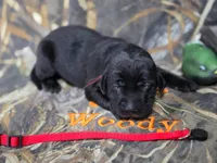 Betsy- Champion Bloodlines , a female Labrador Retriever for sale in Camden, SC – 3 of 3