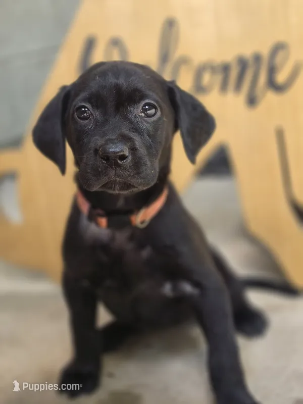 Sadie – Labrador Retriever puppy for sale in Camden, SC