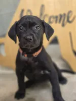 Sadie - Champion Bloodlines , a female Labrador Retriever for sale in Camden, SC – 1 of 3