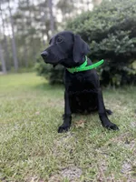 Maci - Champion Bloodlines , a female Labrador Retriever for sale in Camden, SC – 3 of 6