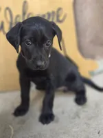 Maci - Champion Bloodlines , a female Labrador Retriever for sale in Camden, SC – 1 of 3