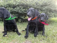 Sadie - Champion Bloodlines , a female Labrador Retriever for sale in Camden, SC – 3 of 6