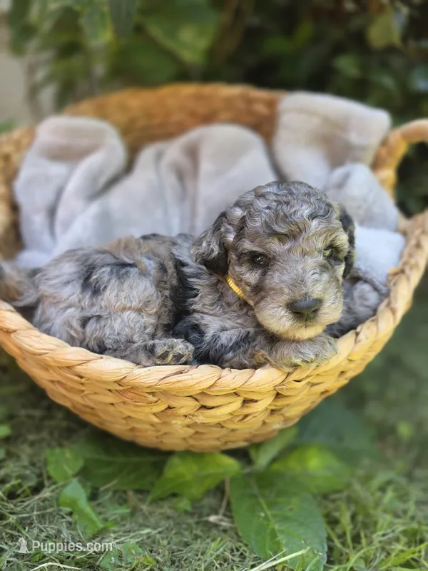 Cinderella – Cockapoo puppy for sale in Camden, SC