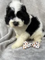 Oreo, a male Cockapoo for sale in Camden, SC – 3 of 3