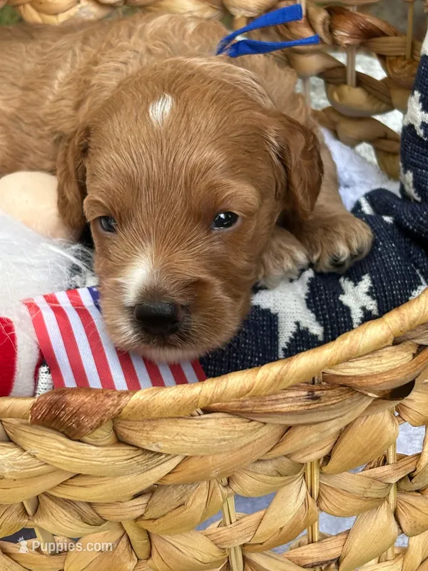 Russ – Cockapoo puppy for sale in Camden, SC