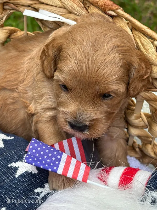 Stella – Cockapoo puppy for sale in Camden, SC