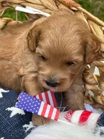 Stella, a female Cockapoo for sale in Camden, SC – 1 of 1