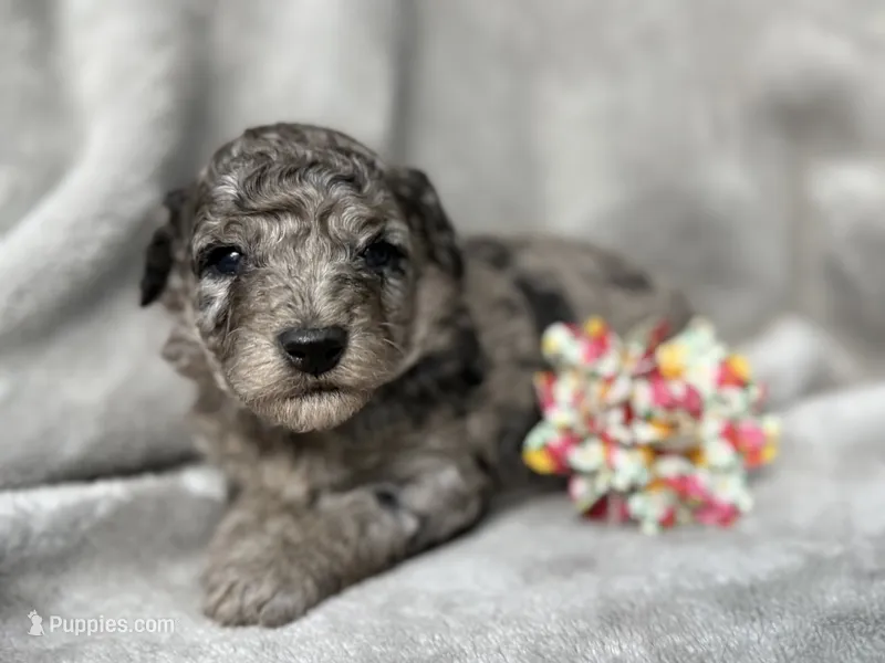 Cinderella – Cockapoo puppy for sale in Camden, SC