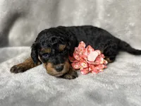Belle, a female Cockapoo for sale in Camden, SC – 3 of 3