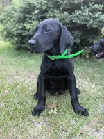 Maci - Champion Bloodlines , a female Labrador Retriever for sale in Camden, SC – 2 of 6