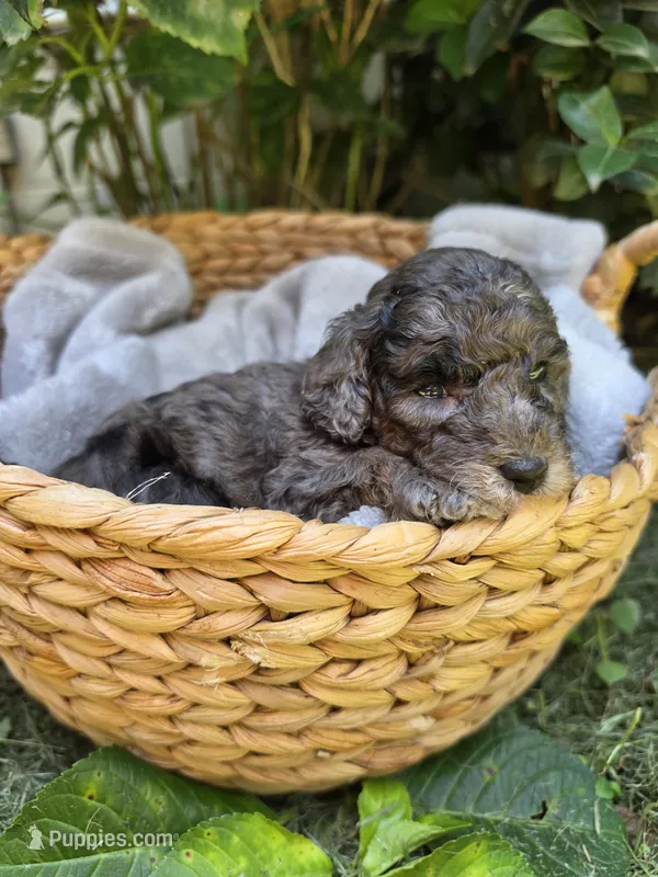 Ariel – Cockapoo puppy for sale in Camden, SC
