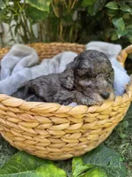 Ariel, a female Cockapoo for sale in Camden, SC – 1 of 4