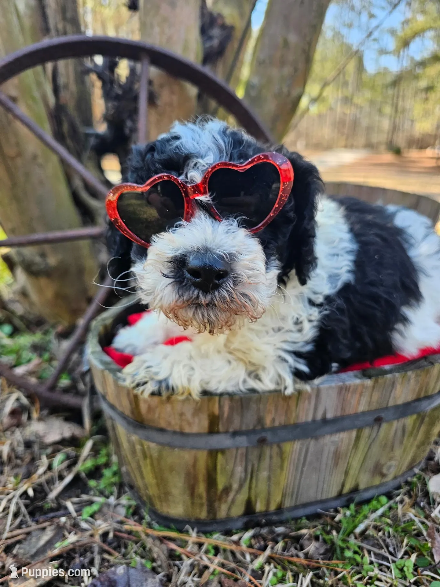 Dexter – Cockapoo Puppy for Sale in Camden, SC | Puppies.com