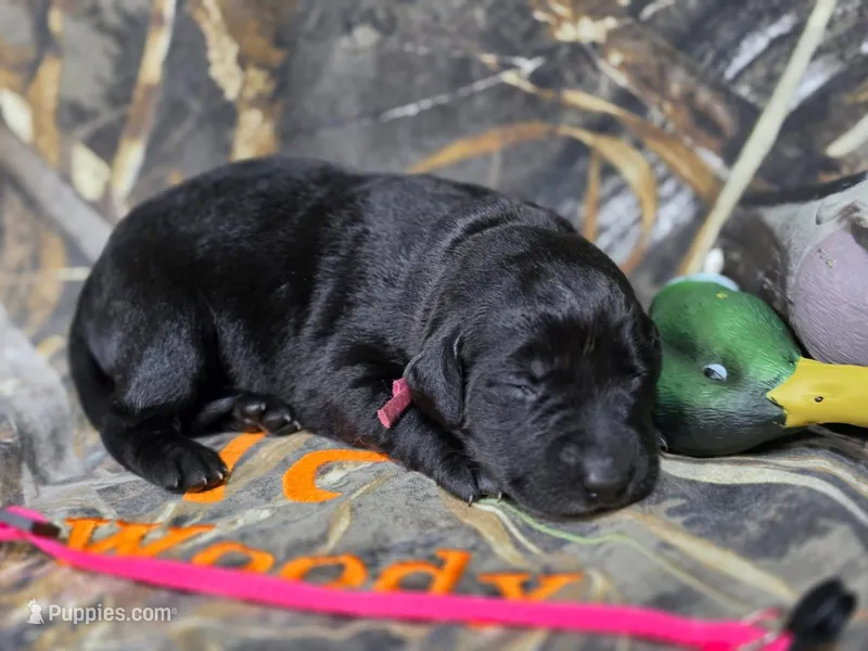 Laney – Labrador Retriever puppy for sale in Camden, SC