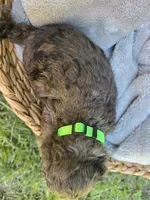 Ariel, a female Cockapoo for sale in Camden, SC – 3 of 4
