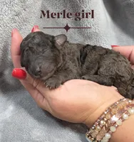 Ariel, a female Cockapoo for sale in Camden, SC – 1 of 2