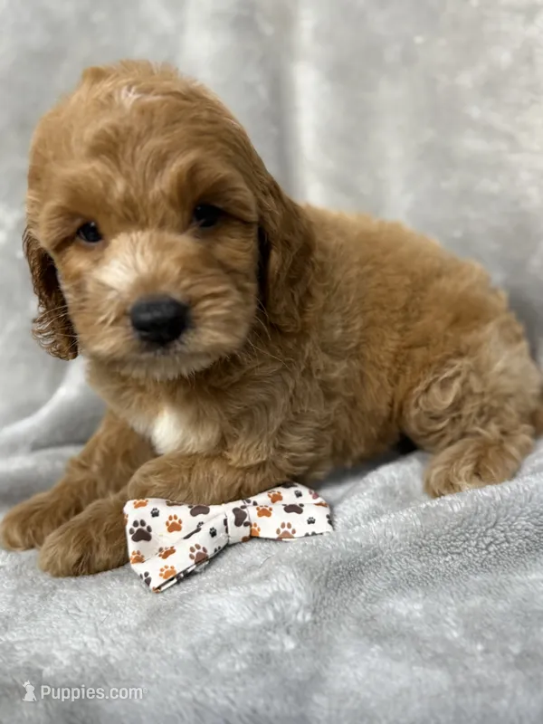Russ – Cockapoo puppy for sale in Camden, SC