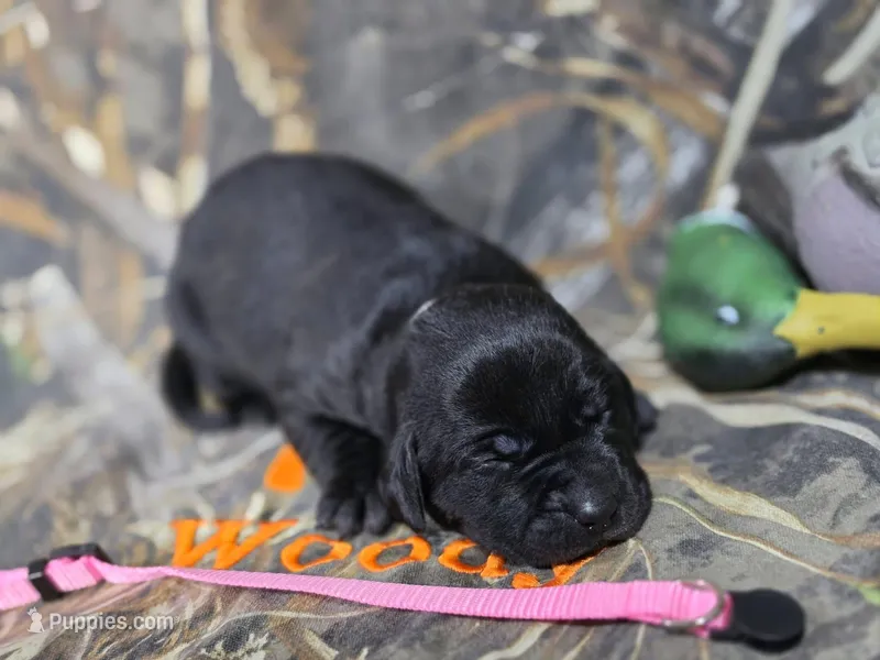 Sadie – Labrador Retriever puppy for sale in Camden, SC