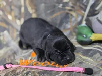 Sadie - Champion Bloodlines , a female Labrador Retriever for sale in Camden, SC – 3 of 3