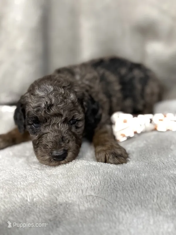 Prince – Cockapoo puppy for sale in Camden, SC
