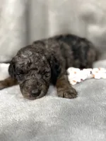 Prince, a male Cockapoo for sale in Camden, SC – 1 of 1