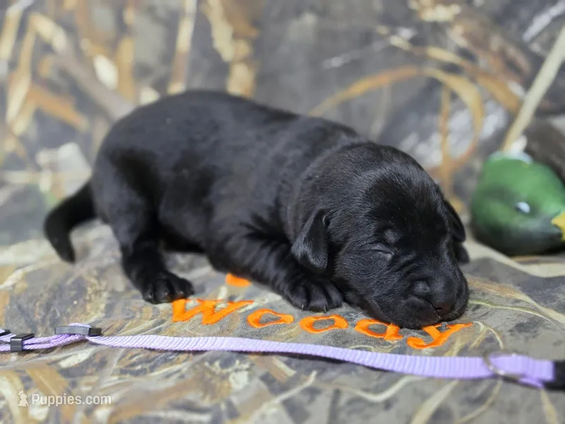 Maci – Labrador Retriever puppy for sale in Camden, SC