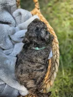 Jasmine, a female Cockapoo for sale in Camden, SC – 2 of 4
