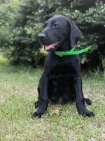 Maci - Champion Bloodlines , a female Labrador Retriever for sale in Camden, SC – 1 of 6