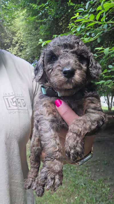 Jasmine, a female Cockapoo for sale in Camden, SC – 3 of 4