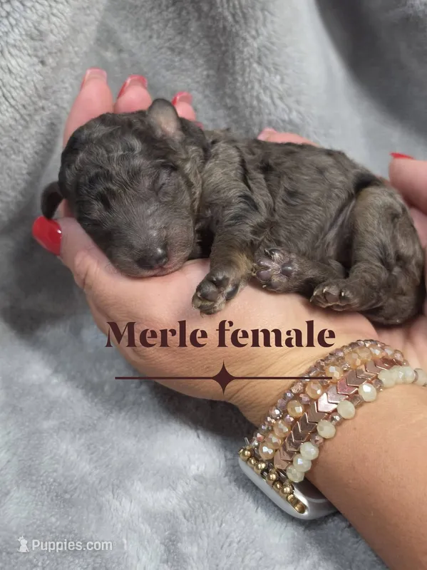 Jasmine – Cockapoo puppy for sale in Camden, SC