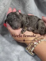 Jasmine, a female Cockapoo for sale in Camden, SC – 1 of 2