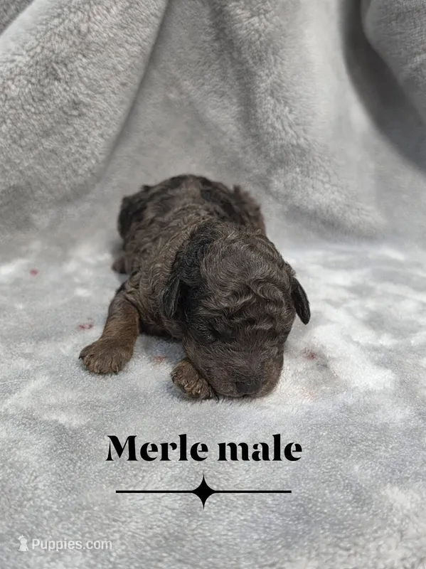 Prince – Cockapoo puppy for sale in Camden, SC