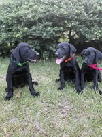 Betsy- Champion Bloodlines , a female Labrador Retriever for sale in Camden, SC – 3 of 6