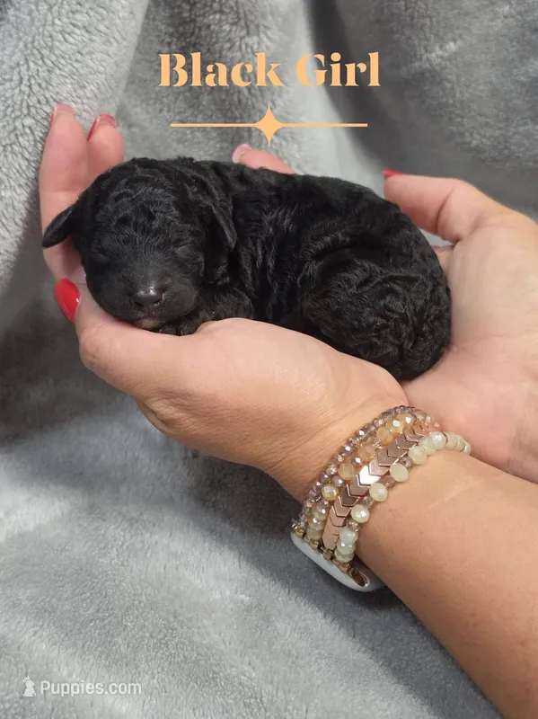Snow White  – Cockapoo puppy for sale in Camden, SC