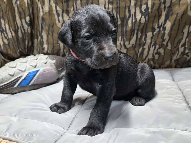 Sadie – Labrador Retriever puppy for sale in Camden, SC