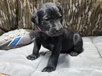 Sadie - Champion Bloodlines , a female Labrador Retriever for sale in Camden, SC – 2 of 3