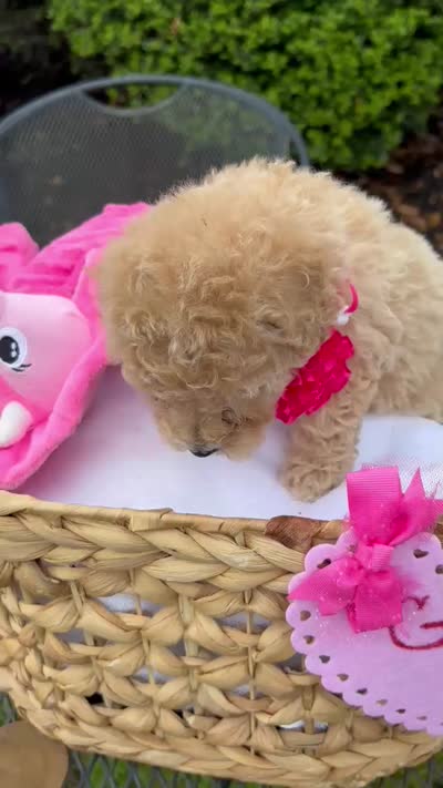 Gigi, a female Poodle - Miniature  for sale in Camden, SC – 3 of 3