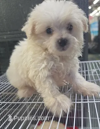 """Tiny""" – Maltipoo, Poodle - Toy  puppy for sale in Los Angeles, CA