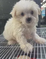 """Tiny""", a male Maltipoo and Poodle - Toy  for sale in Los Angeles, CA – 1 of 1