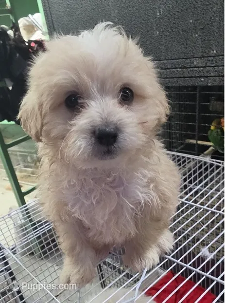 ""Mini"" – Maltipoo, Poodle - Toy  puppy for sale in Los Angeles, CA